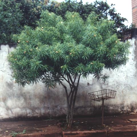 Thevetia peruviana (chap�u-de-napole�o)