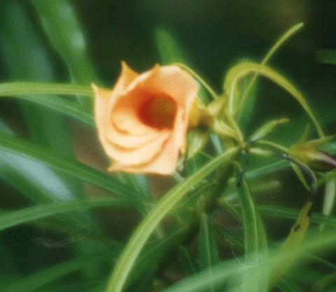 flor de Thevetia peruviana (chapéu-de-napoleão)