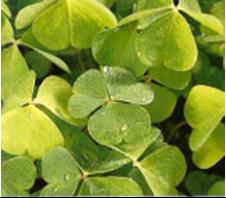 Oxalis sp. (azedinha, trevo)