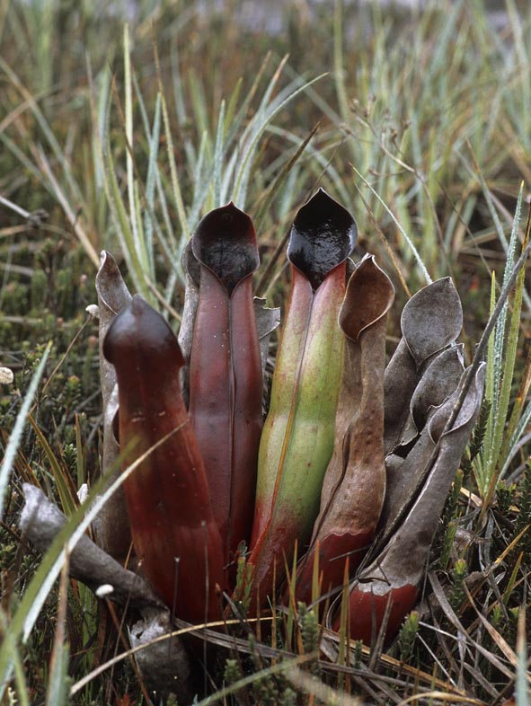 Heliamphora sarracenioides (Andreas Wistuba)