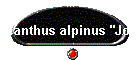 Dianthus alpinus "Joan's blood"