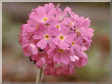 Primula denticulata