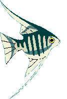TN_FISH10.JPG