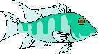 TN_FISH11.JPG