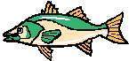TN_FISH12.JPG