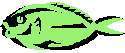 TN_FISH5.JPG