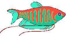 TN_FISH9.JPG