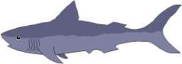 TN_SHARK.JPG