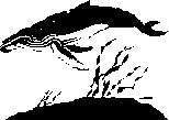 TN_WHALE.JPG