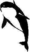 TN_WHALE2.JPG