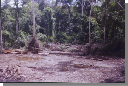 Bosque talado