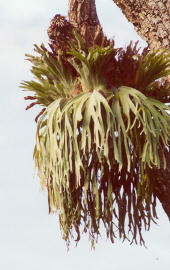 Corona