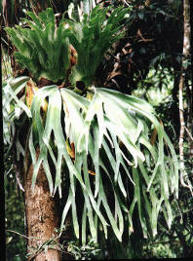 Placyterium andinium