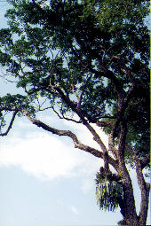 Quinilla