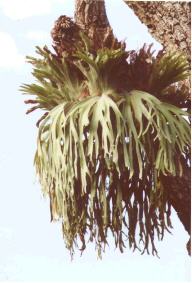 Platicerium andinum
