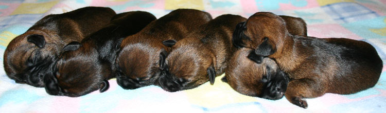 Whiskers, Kettle, Raindrop, Strudel, Mittens and Noodle