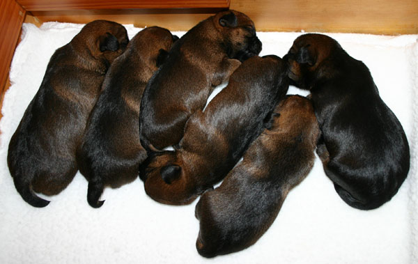 The whole bunch