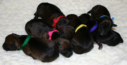 Melody's 1st Litter