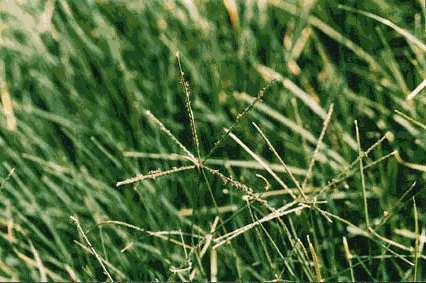 Bermudagrass