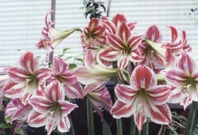 Lilies