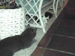 these are my kitty friends..