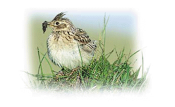 CLICK ON THE PICTURE TO HEAR THE SONG OF THE SKYLARK (REALTIME PLAYER)