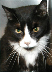 Not Sooty, but there is a resemblance