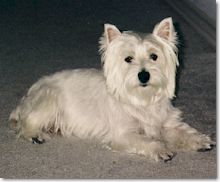 This is not Shelley, but very like her. This picture comes from Michelle's Westies Website.
