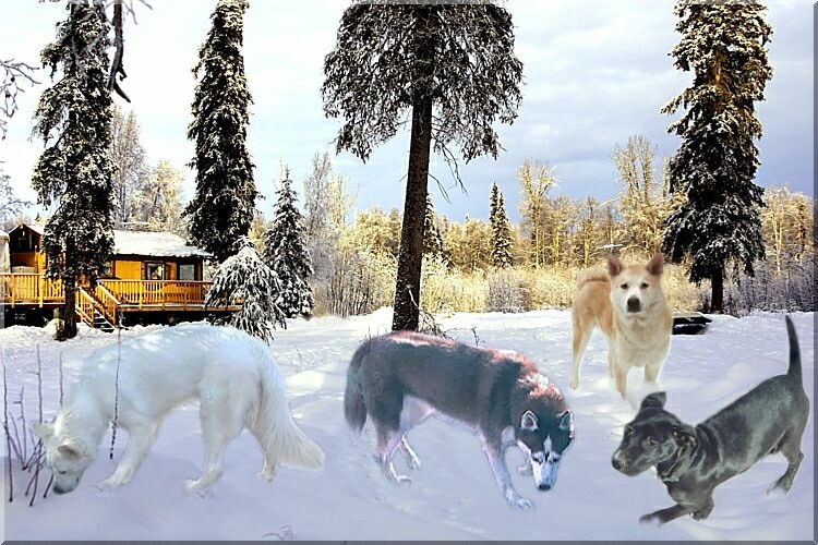 Click on ShiShi in the Snow Picture to see Pooky & Troubles in the Snow !