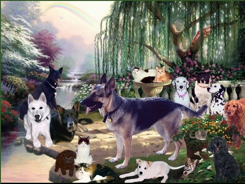 Mommy, I just want you to know I am still with you & I am never far from you! Oh,&nbsp; I have all these great friends here at the Bridge and boy, do we ever run & play! Troubles,Pooky,Fluffy,Misty,Spooky,Simba,Hunter,Lady,Misha,Buster,Max,Cleo,Kelsey,Samaria,Ivan the Iguana & Phoenix the Chinchilla:-)