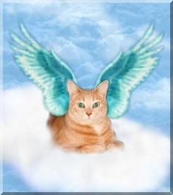 Click on Fluffy's picture and it will take you to his page!