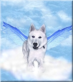 Click on Pooky's picture and it will take you to his page!