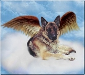 Click on Roscoe's picture and it will take you to his page!