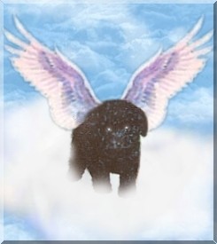 Click on Spooky's picture and it will take you to her page!