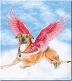 Click on Tasha's picture and it will take you to her page!