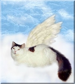 Click on Whiskey's picture and it will take you to his page!
