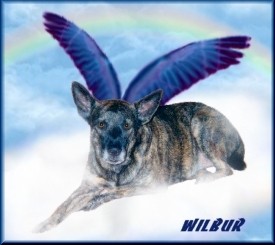Click on Wilbur's picture and it will take you to Wilbur, Samaria's & Kiara's page!