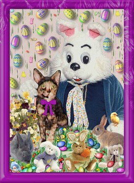 Click on Peanut's & Cassey's&nbsp; Pictures to go to Velvet Paws home page !