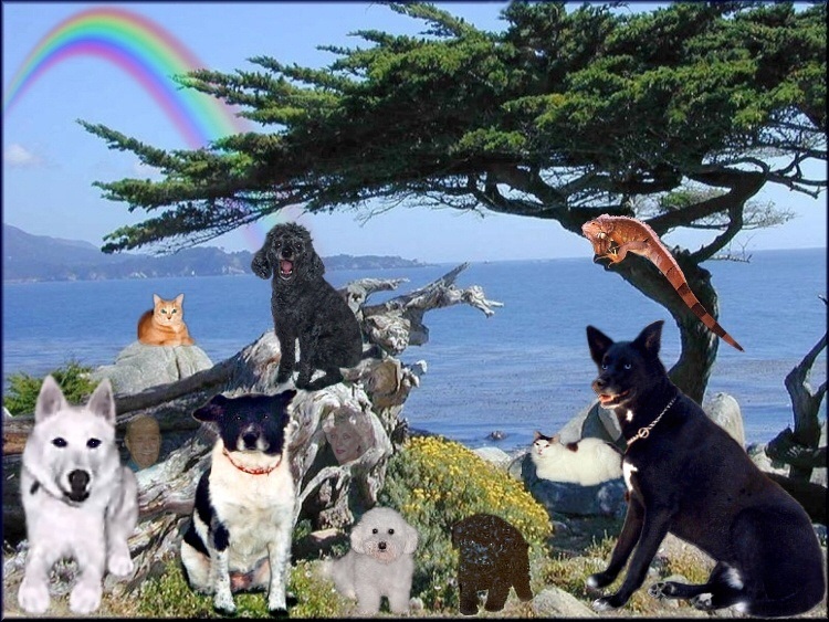 Hi Mommy & Grandma & Grandpa Graff, I just wanted to let you know I am doing ok.&nbsp; It's really great here & I no longer have all those dumb aches, believe it or not, I can jump up in the air again. I made lots of new friends, Paty's Mishita, Magicwolf's blue eyed Troubles, Lobo's Pooky, Ivan the Iguana, Spooky, Fluffy & Whisky kitties, Holly & many others.&nbsp; I love you!