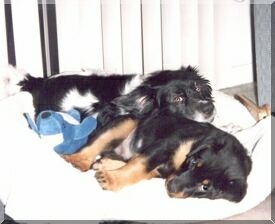 Awwww, feels good to relax, this puppy is wearing me out!