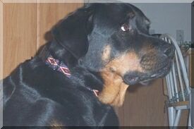 I hate to admit it, but I acutally miss having you around to pester me, Misha!