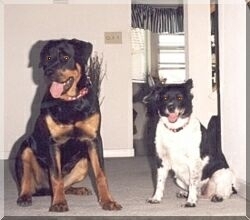 Hey, he may be bigger, but I rule this house!