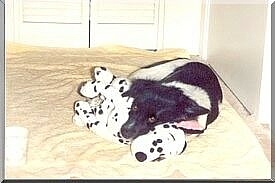 Awwww, I need my beauty sleep! And NO, I don't need to go outside again!
