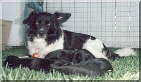 Mommy, there are still "Mishas" running around out there somewhere to carry on my "Family Name" :-)