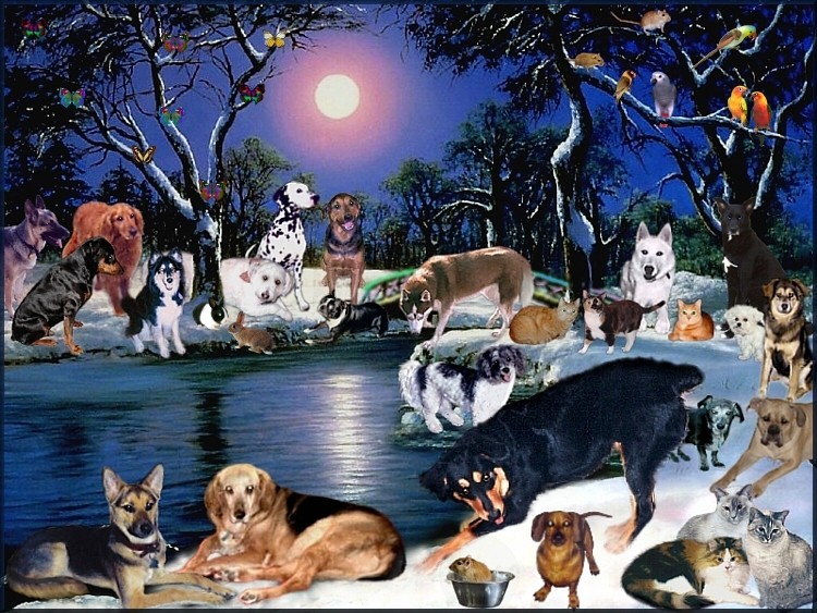 Hi Mom & Family...I just want you to know, I love and miss you lots also! But, don't be sad, the day will come when we will be back together! Never doubt it! In the meantime I will play in the snow with all of my new friends.&nbsp; I Love You.... 