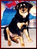 Donnie, please don't be so sad! You are the best non-furry brother a doggie could have!&nbsp; I promise we will wrestle again one day! I love you!
