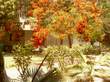 Beautiful tree in front of Pathology Deptt.
