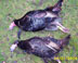 04' Turkeys taken 1 hour into the hunt
