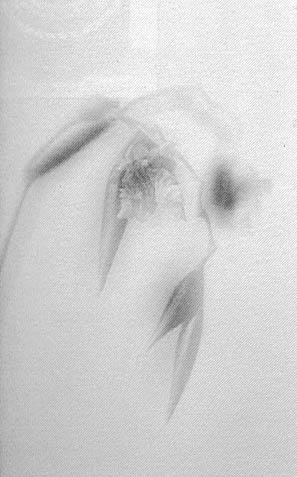 P71_1.jpg (36250 bytes)