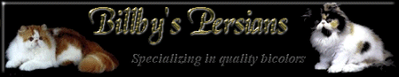 Billby's Persian Cattery - Beautiful Persian kitten photos and Persian cat pedigrees.